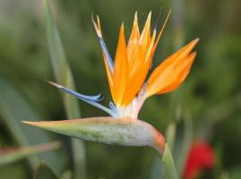 Strelitzia - ave del paraíso en su casa. Características de cultivo