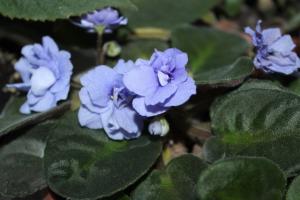 4 mejor alimentación para la floración violetas tapa