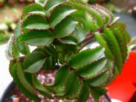 Kalanchoe: propiedades útiles y medicinales, contraindicaciones