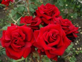5 pasos cuidadosa preparación de las rosas en el jardín de las heladas de invierno y en agosto