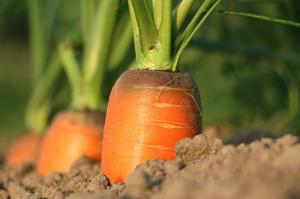 Zanahorias de siembra para el futuro. Características de siembra y cuidado