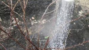Riego de arbustos en el jardín de agua hirviendo no dejará la oportunidad de plagas