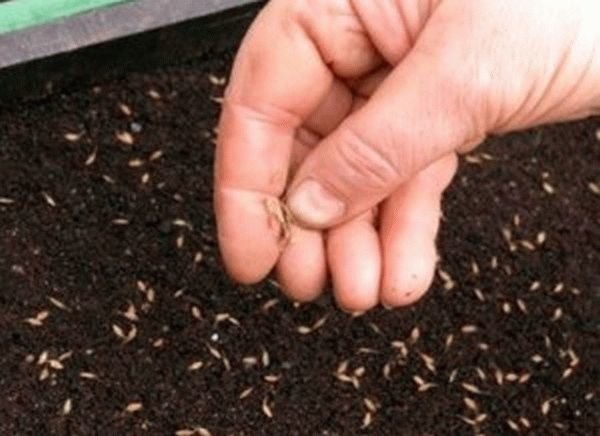 La germinación depende de la calidad de las semillas: Prestar atención a esto!