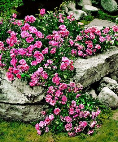 rosa y piedras alfombra - un hermoso e inusual combinación