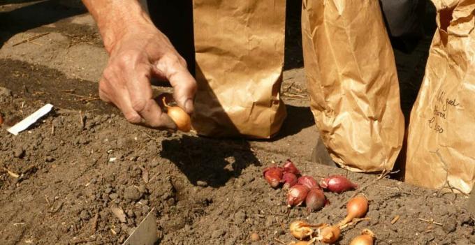 Antes de plantar las cebollas deben estar secas. Si se empapó para la desinfección, secar completamente cebolla. En la tierra de suficiente humedad, y el exceso puede conducir a la pudrición