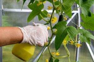 Zelenka en el cultivo de pepino. Cómo aplicar y qué efecto de espera