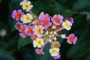 Lantana - cuidado en el hogar