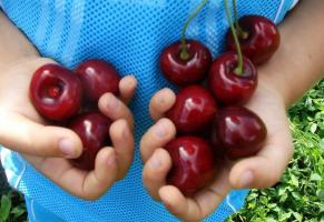 Cherry - las variedades más de frutos grandes y resistentes al frío.