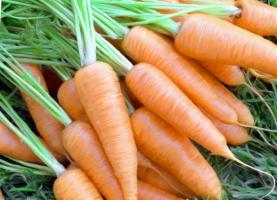 Remojar las semillas de zanahoria. La germinación plantean 1,5 veces