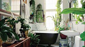 Plantas de interior para el baño con estilo o la forma de aportar un toque en directo para el interior de su espacio íntimo