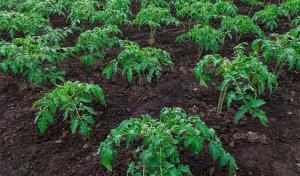 ¿Cómo podemos acelerar el crecimiento de las plántulas sembradas de tomate y pimiento.