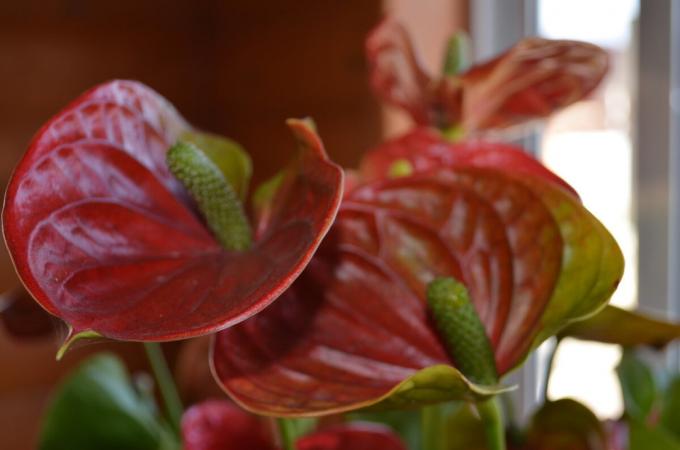 Mi escarlata anthurium - floración 2019! Foto del autor (s)