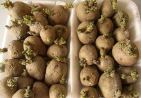 Abril - empiezan a germinar las patatas a producir un alto rendimiento.