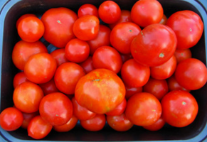 Cuando los tomates cerda, en qué plazo? Consejos para principiantes