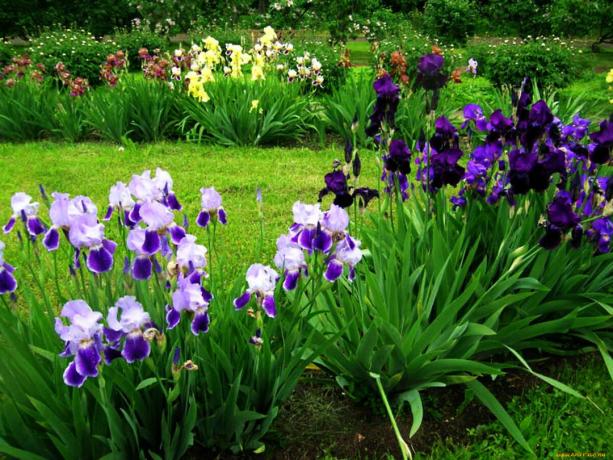 Algunos investigadores afirman que el iris de olor alivia el estrés y la fatiga. Pero esto no es exactamente