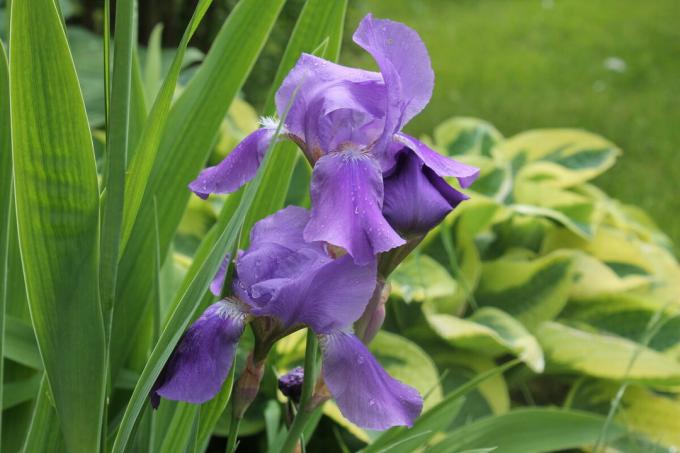 Iris se ve bien en un aterrizaje en solitario, y en combinación con otras flores anuales y perennes. Pero es mejor en el "grupo" se ve. Foto del autor (s)