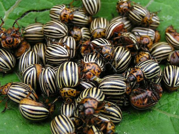 Recoger los escarabajos de la mano larga y triste (adsl.kirov.ru)