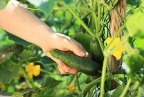 Pepinos de cultivo: 10 errores comunes jardinero