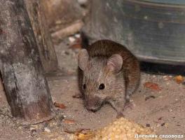 Deshacerse de los ratones y las ratas en el país