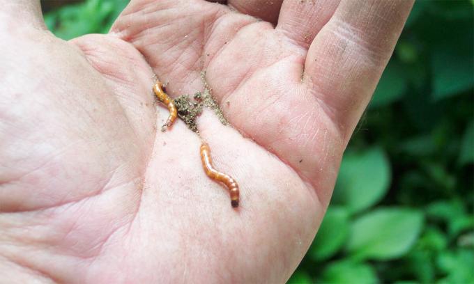 De hecho, los gusanos de alambre - no es un gusano y larvas de escarabajos, gusanos de alambre