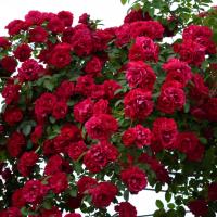 Rosas siembra de escalada en el jardín crean la belleza