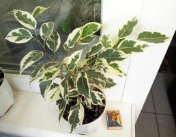 Evergreen ficus: medicinal propiedades planta de interior