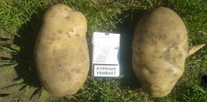 Mis secretos para el cultivo de una patata grande.