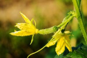 ¿Qué pasa si aparece en los pepinos flores estériles. La manera probada para resolver el problema