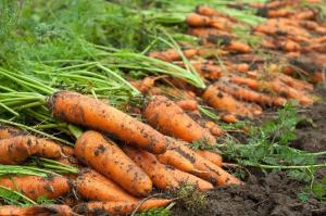 Las zanahorias serán bien cuidados 7 reglas limpias