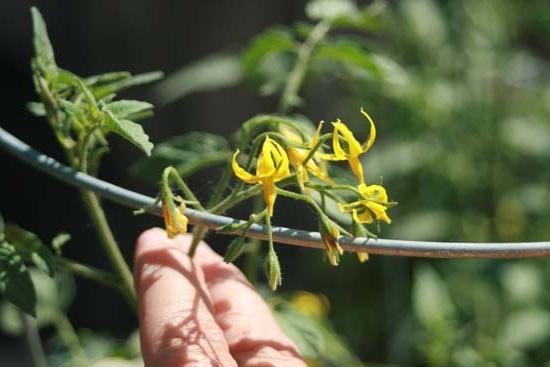 La tecnología de la polinización artificial de los tomates aumenta el rendimiento en los tiempos! (Foto de fb.ru)