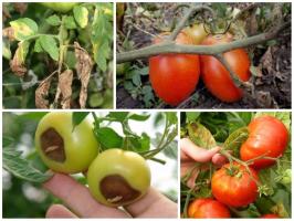 La batalla por la cosecha: tratar correctamente los tomates
