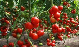 Ortiga - un lugar fresco preparación del tomate