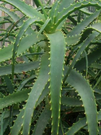 Aloe arborescens - la popular Flor de interior