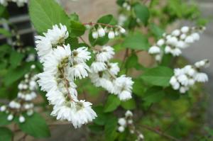 Bush - feyverk flor, "novia" del jardín. El primer rival de lilas