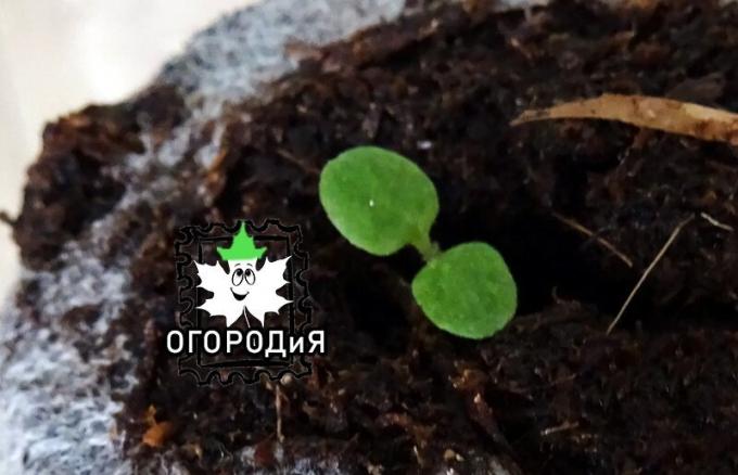 Petunia resucitado en forma de tableta de turba de semilla granular