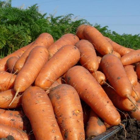 Cierre cosecha de zanahorias. Fotos en el artículo son tomadas de fuentes abiertas