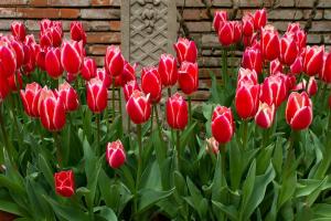 ¿Es posible plantar tulipanes en la primavera? Cuando florecen?