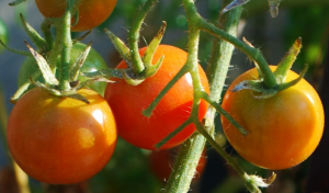 ¿Por qué los tomates vestirse de boro. preparar una solución de