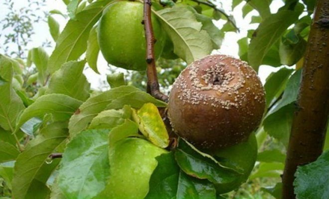 La fruta se pudra en la manzana (ilustraciones para un artículo tomado de Yandex. fotos)