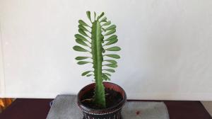 Métodos de reproducción efectivos para Triangular Euphorbia. Cultiva una hermosa planta sin demasiados problemas