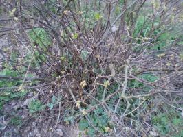¿Es posible revivir los viejos arbustos de grosella