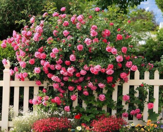 Rosal trepador, decorar con eficacia la valla. Foto tomada desde el portal de nashzeleniymir.ru