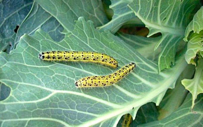 Soda contra pulgones y orugas, babosas | Jardinería y horticultura