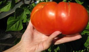 Deliciosas variedades de tomate que se plantan en los pueblos de nuestras abuelas.