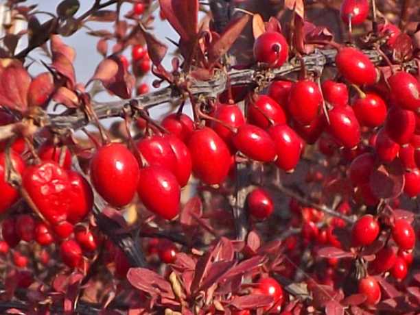 Los frutos del agracejo