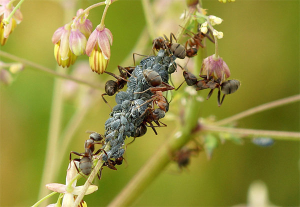Los áfidos y hormigas - frecuentes compañeros de uno al otro! Foto del artículo tomado de la conexión gratuita a internet.