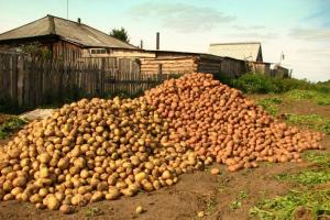 Se almacenarán las patatas en un 2 veces mejor: ¿qué hacer después de la cosecha