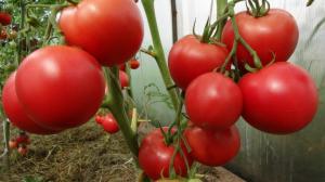 Los tomates se sobrecaliente: medidas sencillas