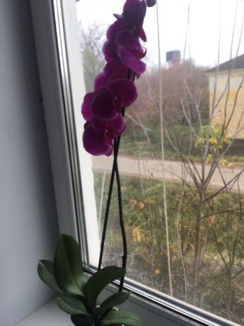 Después de un ajuste adecuado a mi orquídea floreció inmediatamente