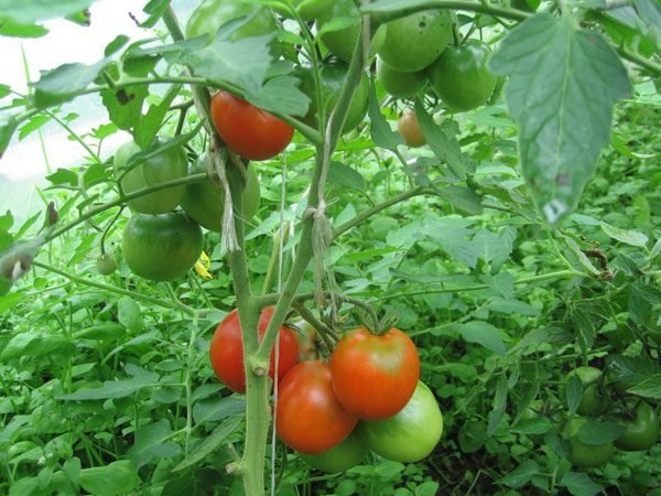 Vierte los tomates en el invernadero. Fotos en el artículo de internet